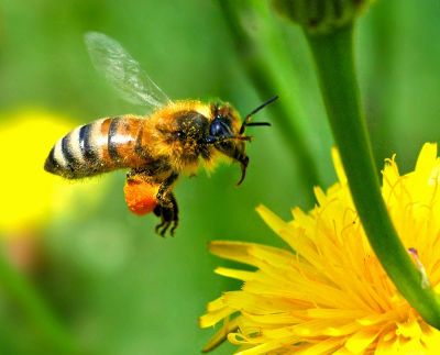 Ο ζεόλιθος και οι μέλισσες